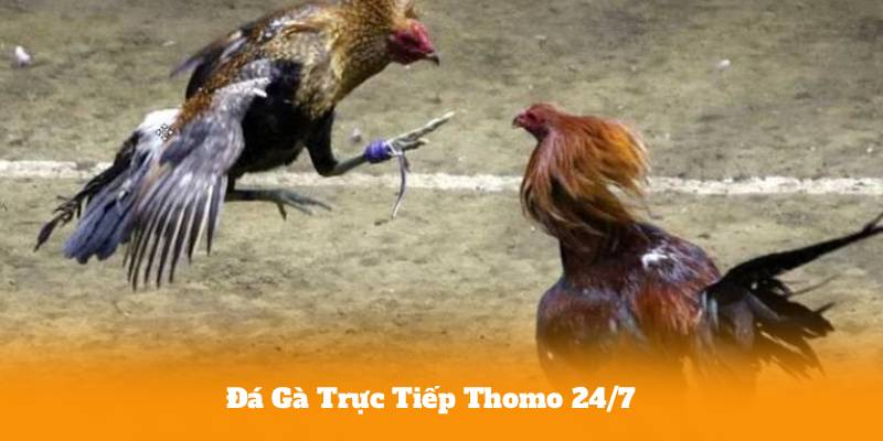 Đá Gà Trực Tiếp Thomo 24/7 – Cập Nhật Nhanh, Tỷ Lệ Chuẩn Từng Giây