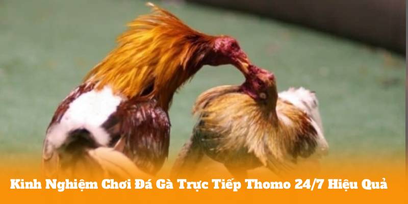 Đá Gà Trực Tiếp Thomo 24/7 Là Gì Và Vì Sao Được Ưa Chuộng?